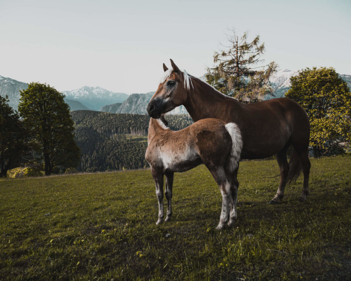 Pferde - Salzburger Sonnenterrasse