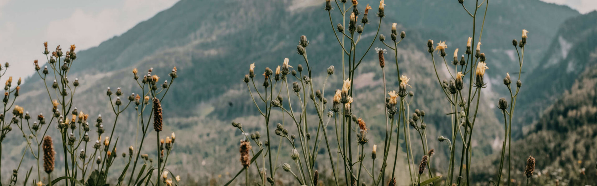 Salzburger Sonnenterrasse, Blumen