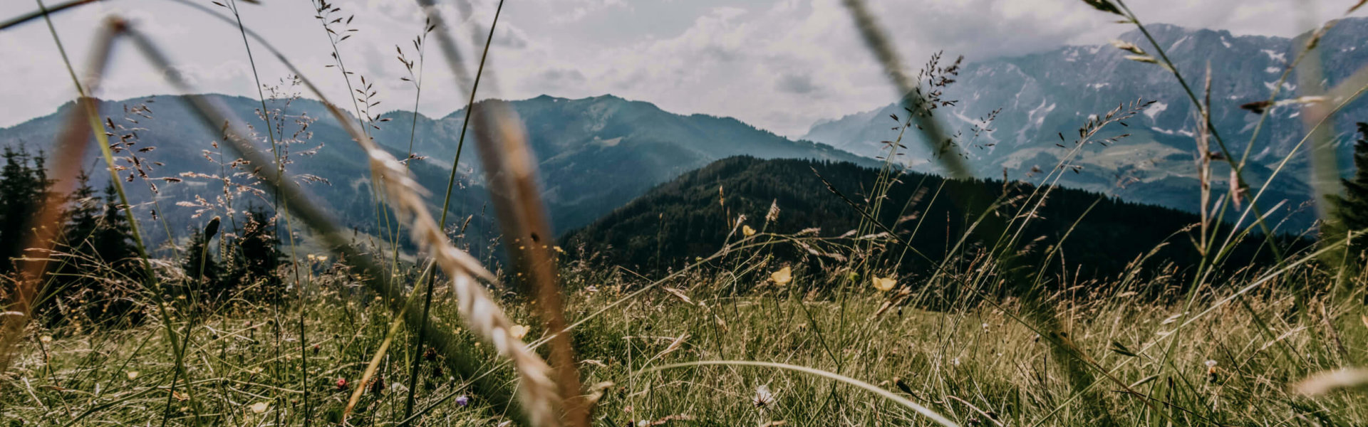 Salzburger Sonnenterrasse, Gräser