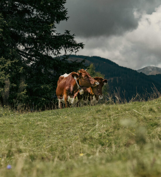 Wandern bei Heilklima - Stockhausen