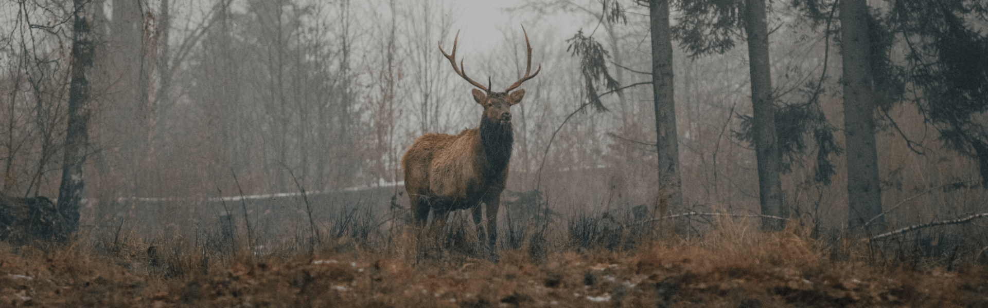 Wildwochen_Kulinarik_Essen